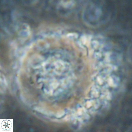 Cervisiella megaloperculata 54350