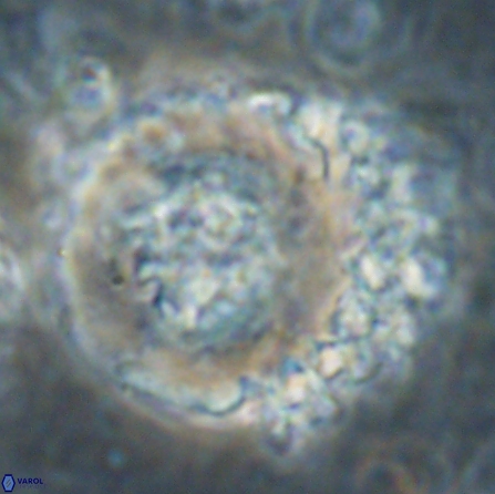 Cervisiella megaloperculata 54351