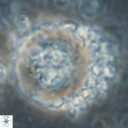 Cervisiella megaloperculata 54351