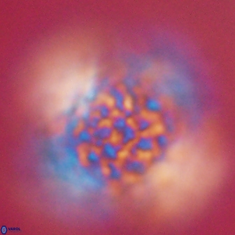 Cervisiella operculata 16040