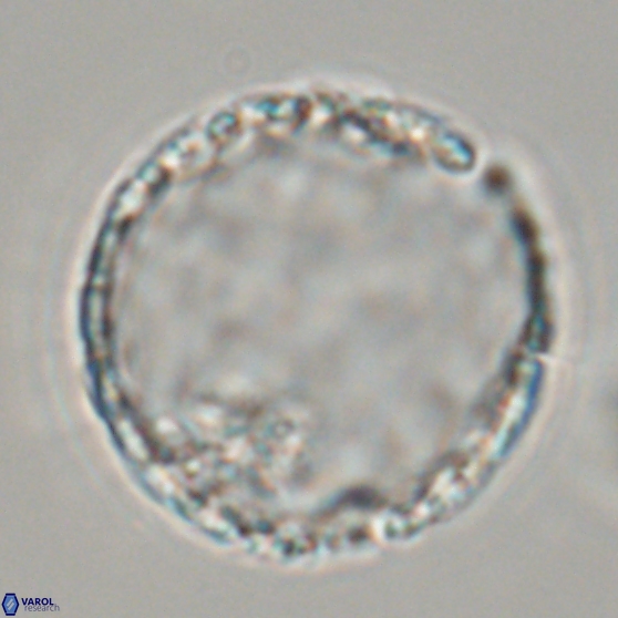 Cervisiella operculata 17784