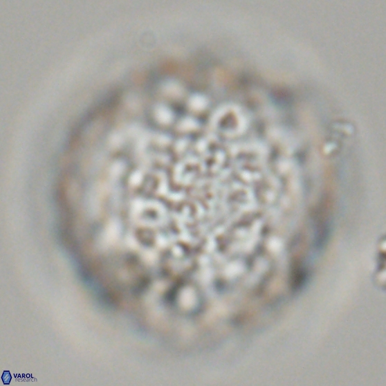 Cervisiella operculata 17785