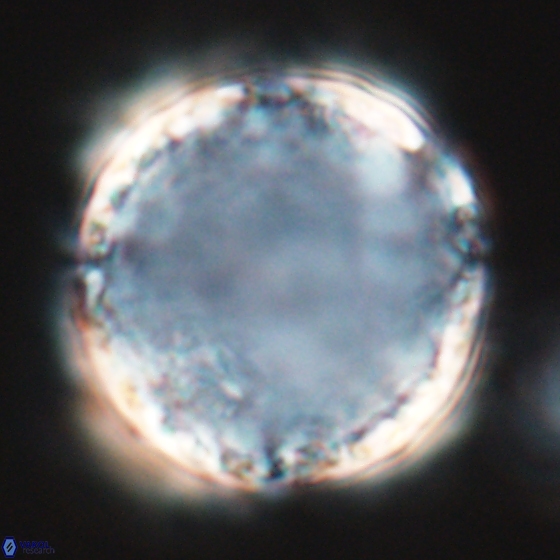 Cervisiella operculata 17780