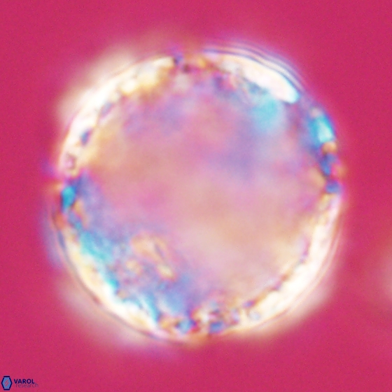 Cervisiella operculata 17781