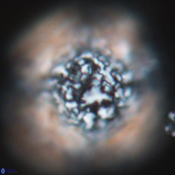 Cervisiella operculata 17782