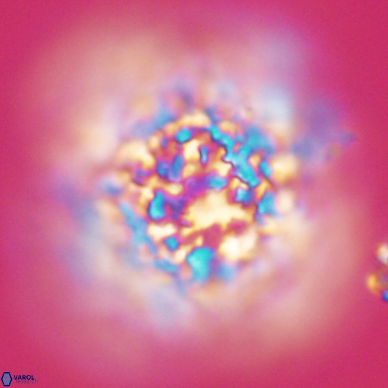 Cervisiella operculata 17783