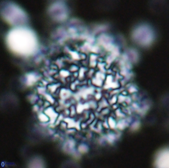 Cervisiella operculata 13219