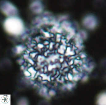 Cervisiella operculata 13219