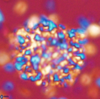 Cervisiella operculata 13224