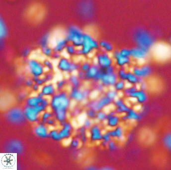 Cervisiella operculata 13224