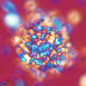 Cervisiella operculata 13220