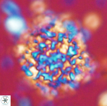 Cervisiella operculata 13220