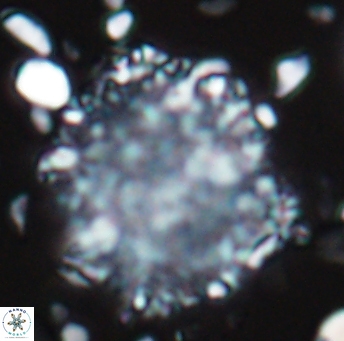 Cervisiella operculata 13222