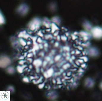 Cervisiella operculata 13223