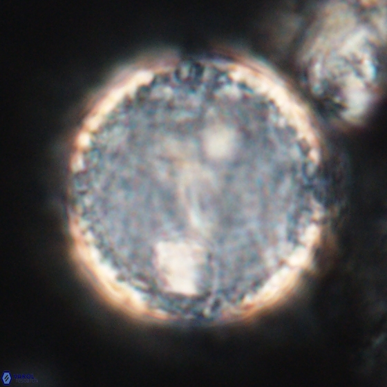 Cervisiella operculata 13826