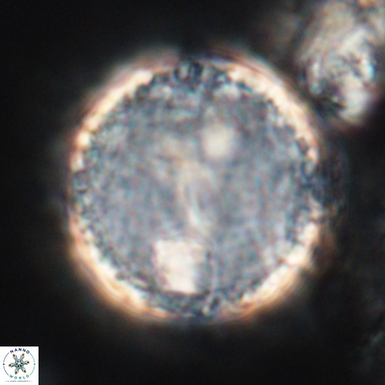 Cervisiella operculata 13826