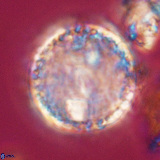 Cervisiella operculata 13827