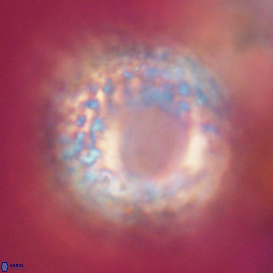 Cervisiella operculata 13828