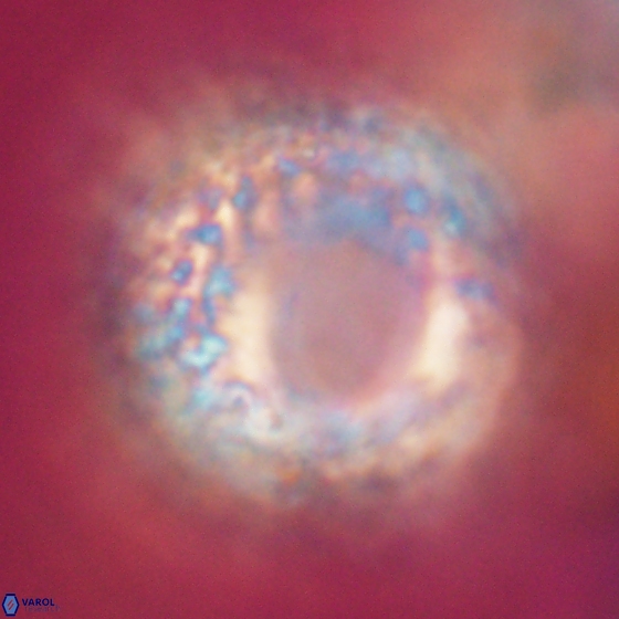 Cervisiella operculata 13829