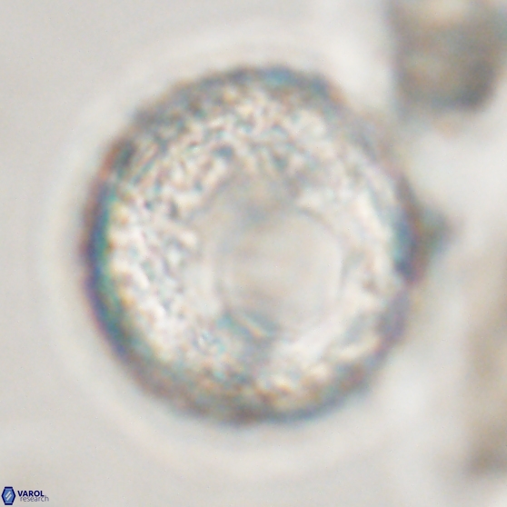 Cervisiella operculata 13834