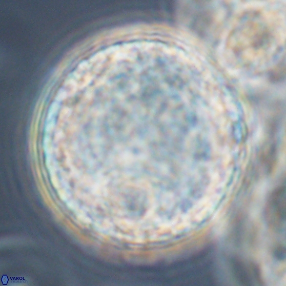 Cervisiella operculata 13835