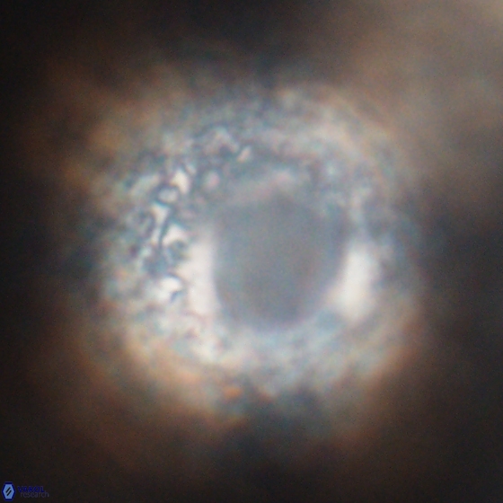 Cervisiella operculata 13830