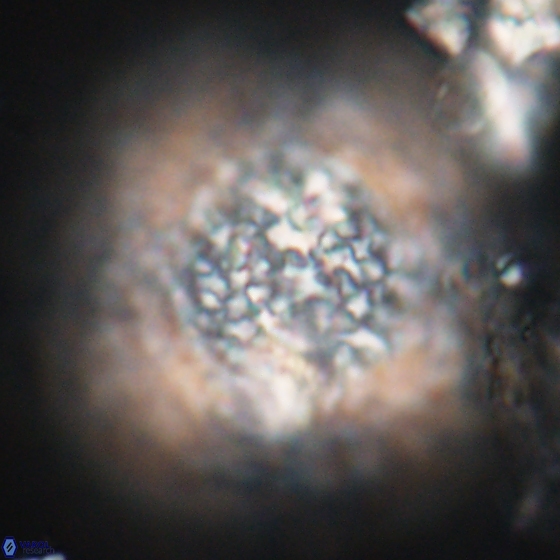 Cervisiella operculata 13831