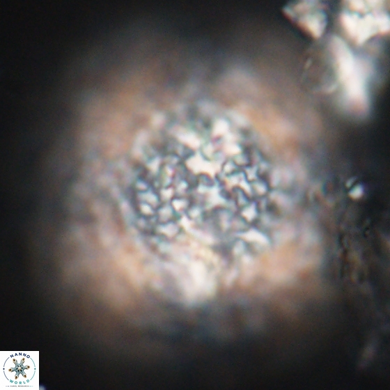 Cervisiella operculata 13831