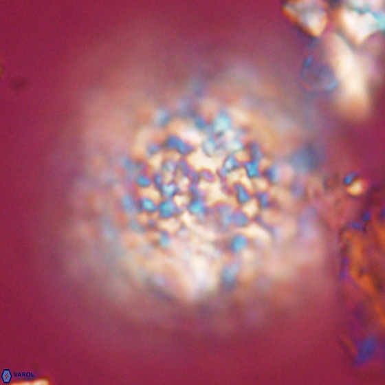 Cervisiella operculata 13832