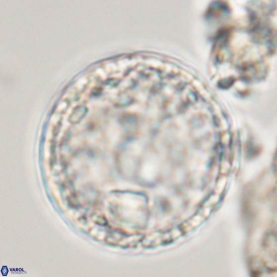 Cervisiella operculata 13833