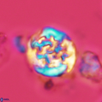 Cervisiella operculata 2990