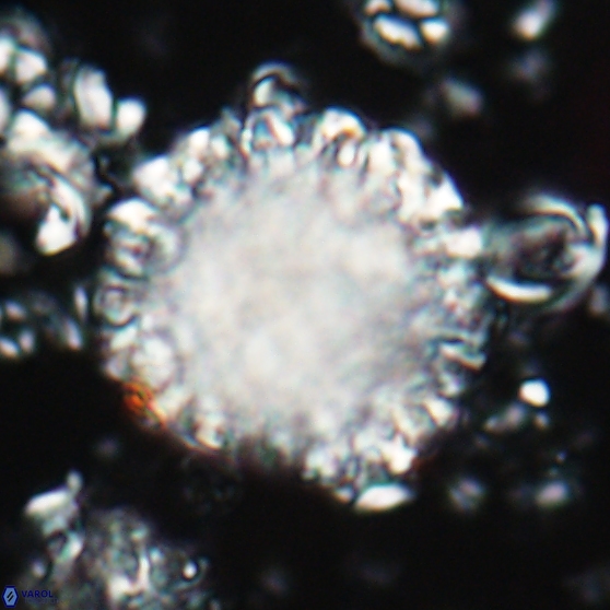 Cervisiella operculata 21777