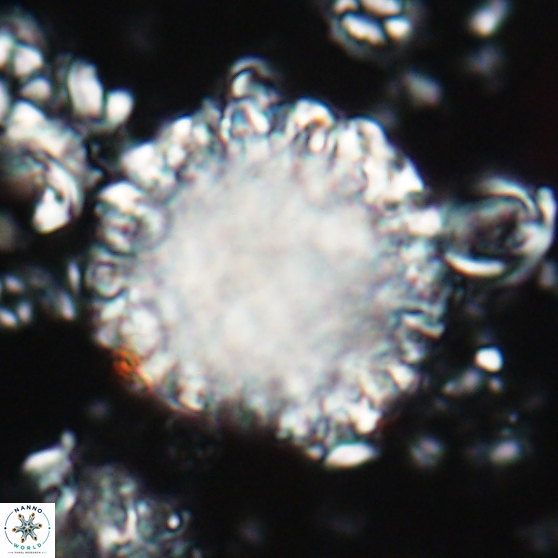 Cervisiella operculata 21777