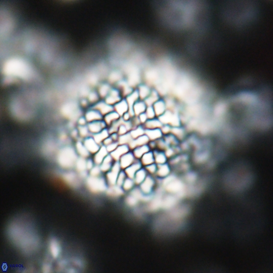 Cervisiella operculata 21778