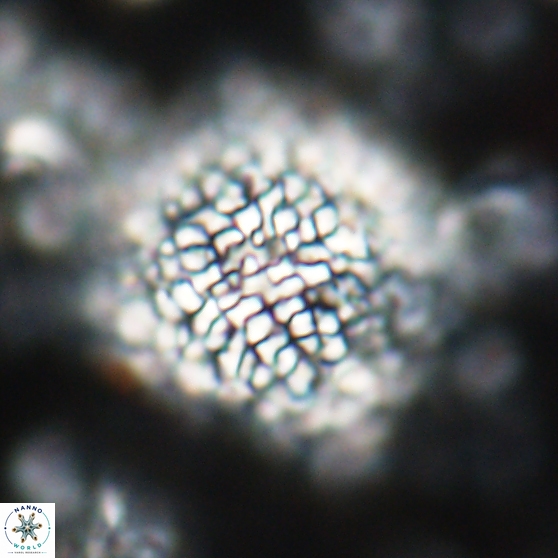 Cervisiella operculata 21778
