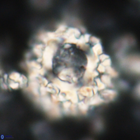 Cervisiella operculata 21785