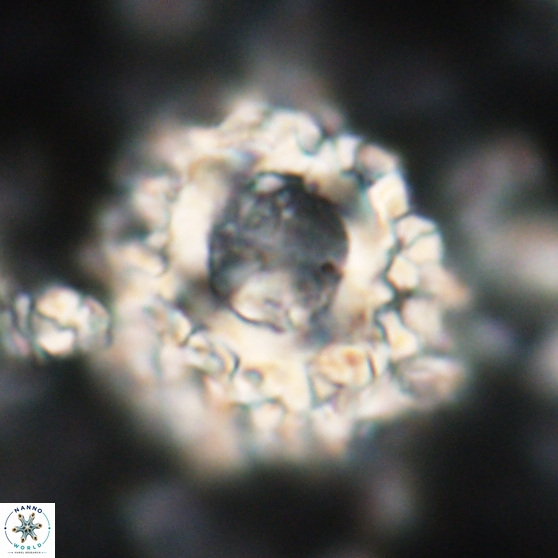 Cervisiella operculata 21785