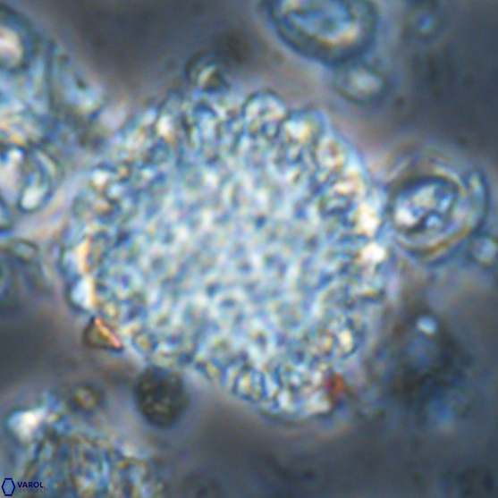 Cervisiella operculata 21782