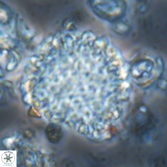Cervisiella operculata 21782