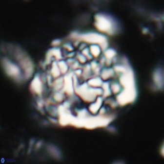 Cervisiella operculata 21818