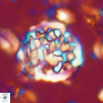 Cervisiella operculata 21819