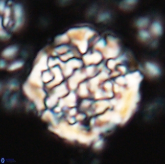 Cervisiella operculata 23199