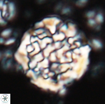 Cervisiella operculata 23199