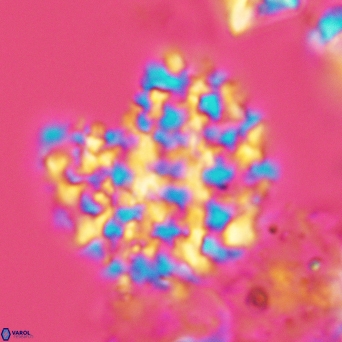 Cervisiella operculata 3444