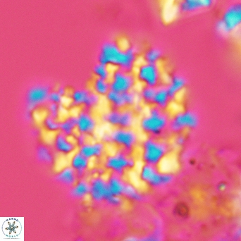 Cervisiella operculata 3444