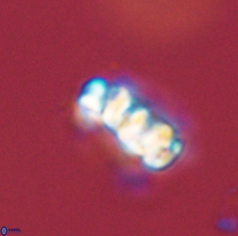 Cervisiella operculata 43847