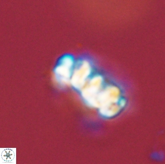 Cervisiella operculata 43847