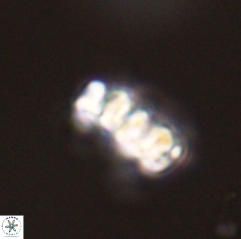 Cervisiella operculata 43848