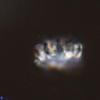 Cervisiella operculata 43849