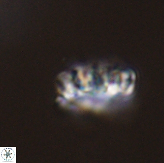 Cervisiella operculata 43849